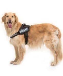 julius k9 idc® power harness black