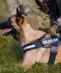 julius k9 idc® power harness black